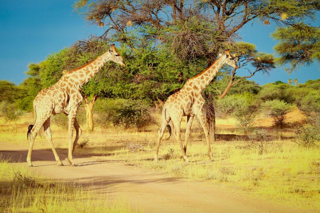 אוצ'יווארונגו Otjiwa Safari Lodge מראה חיצוני תמונה