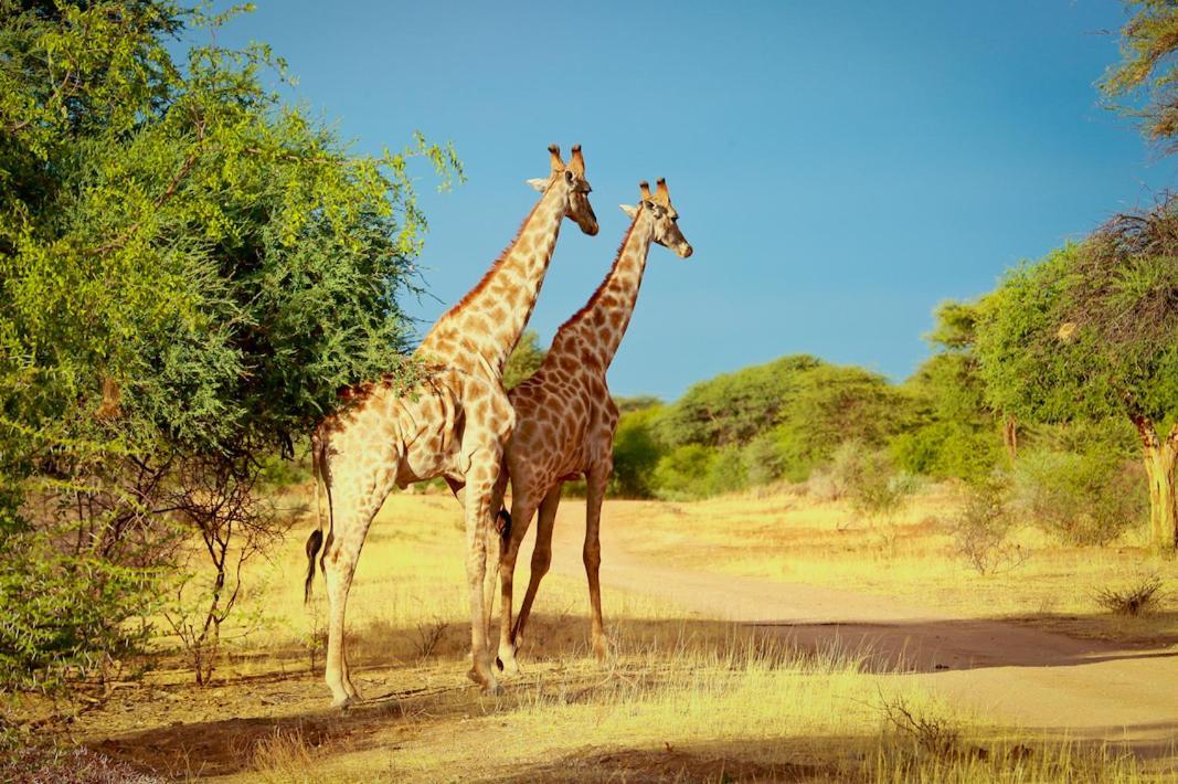 אוצ'יווארונגו Otjiwa Safari Lodge מראה חיצוני תמונה